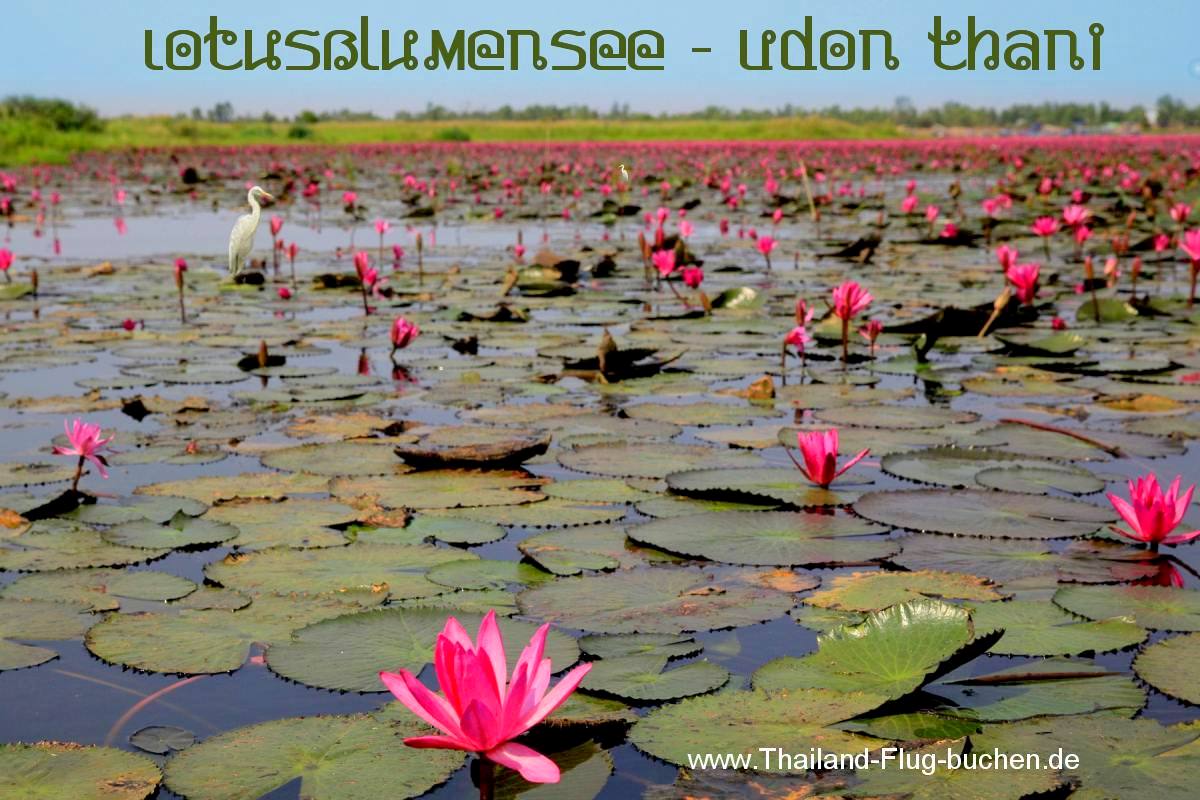 Thale Bua Daeng - See der roten Lotusblumen in Udon Thani 